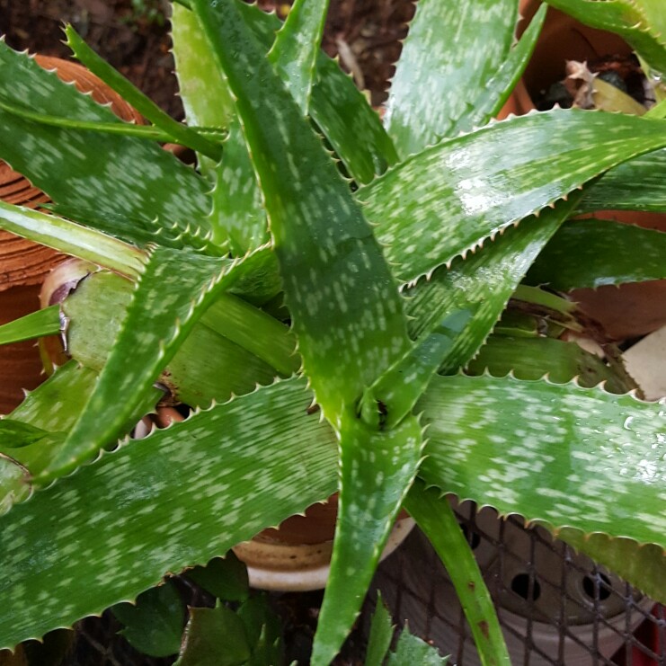 Jewelled Aloe