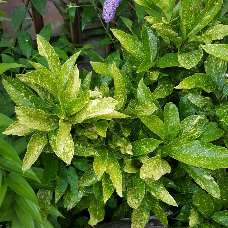 Japanese spotted laurel