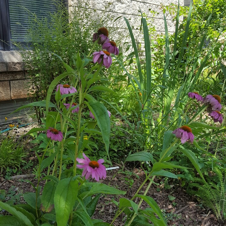 Coneflower 'Kim's Knee High'