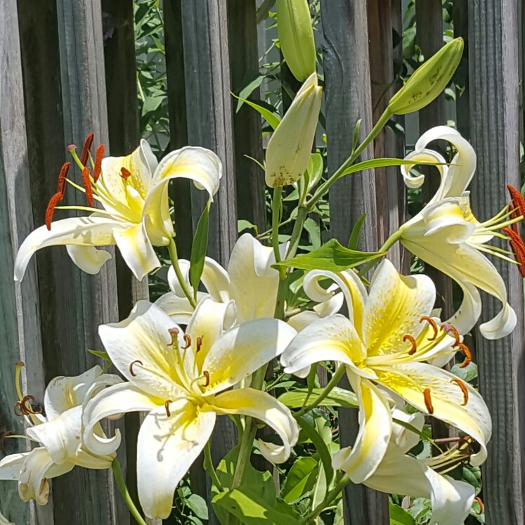 Lily (Species) Easter Lily