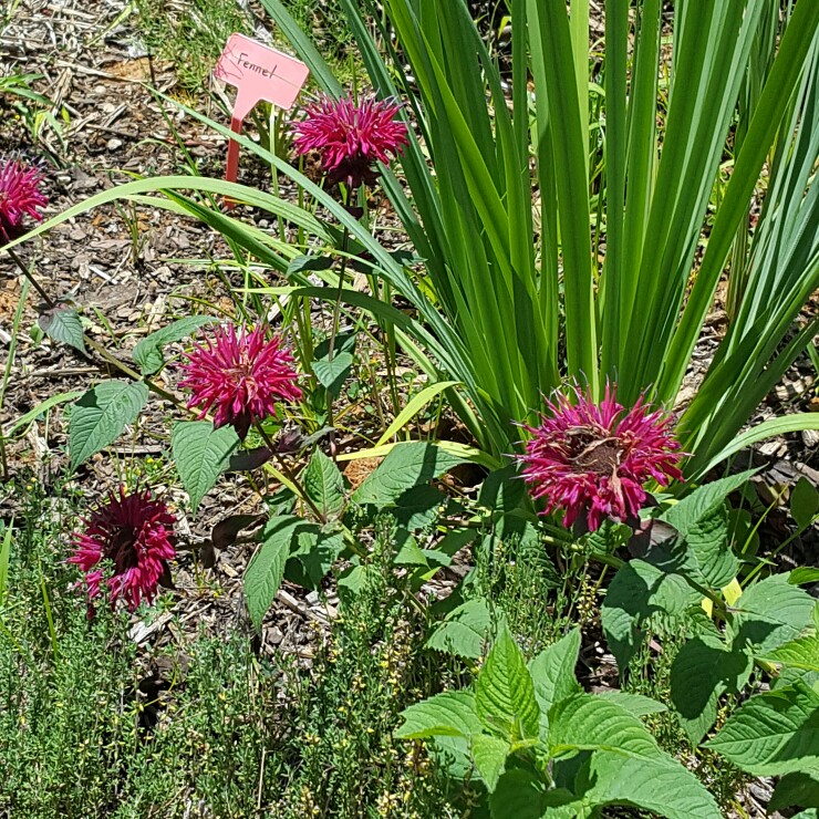 plant image 162623