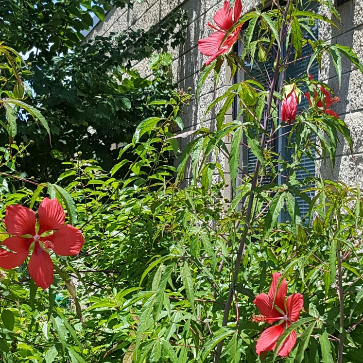 Rose Mallow