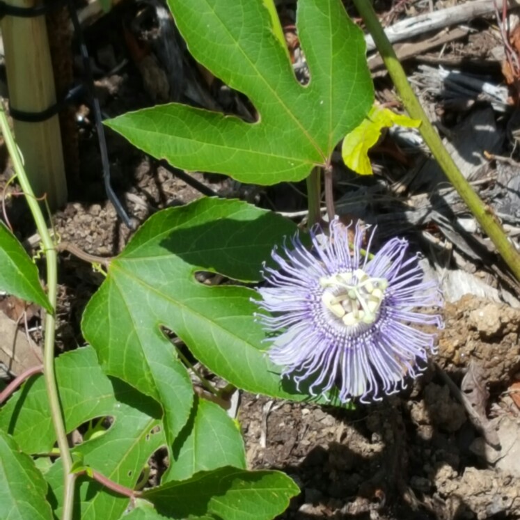 Purple Passion Fruit