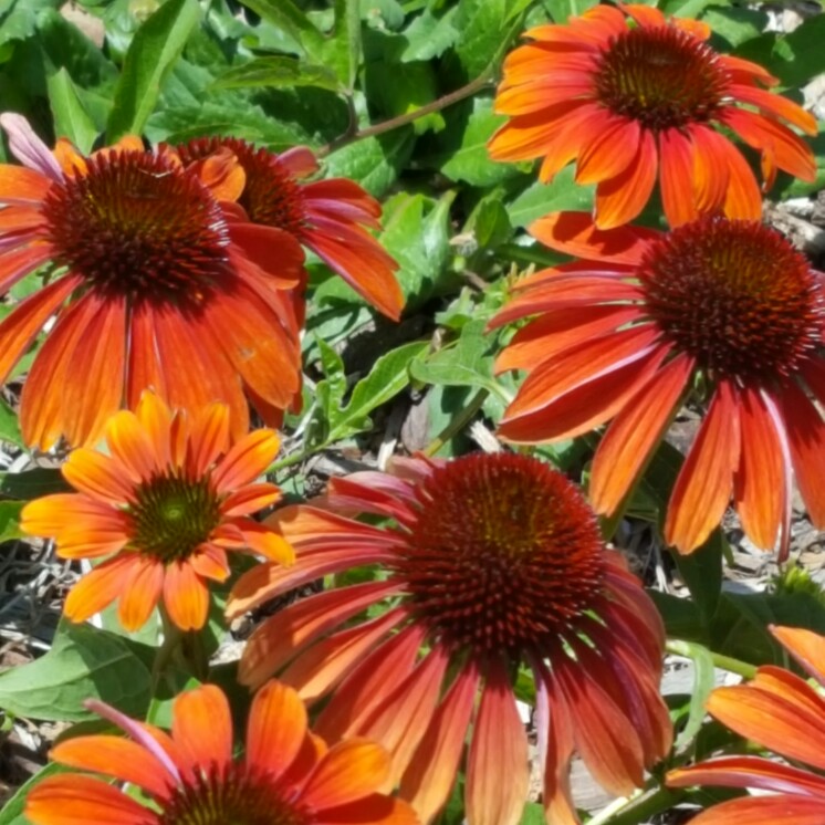 Coneflower (Echinacea)