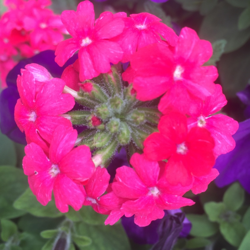 plant image 178649