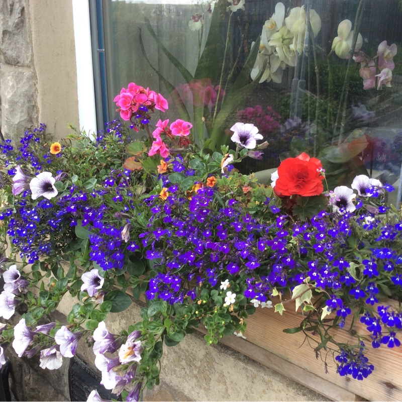 Berwyn's garden
