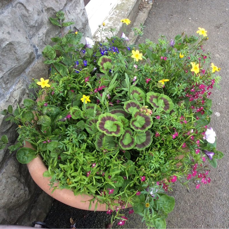 Berwyn's garden