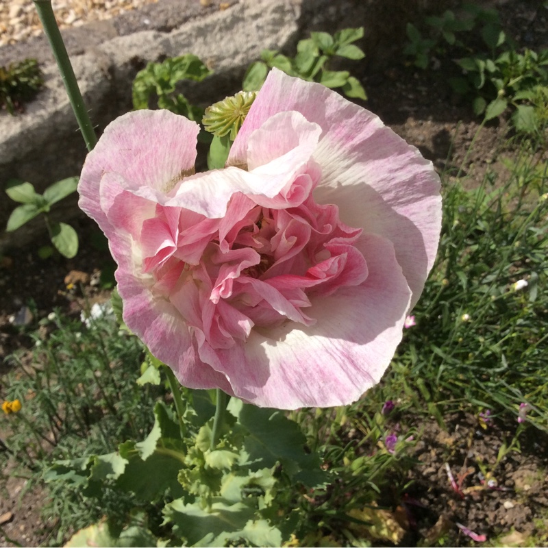 Berwyn's garden