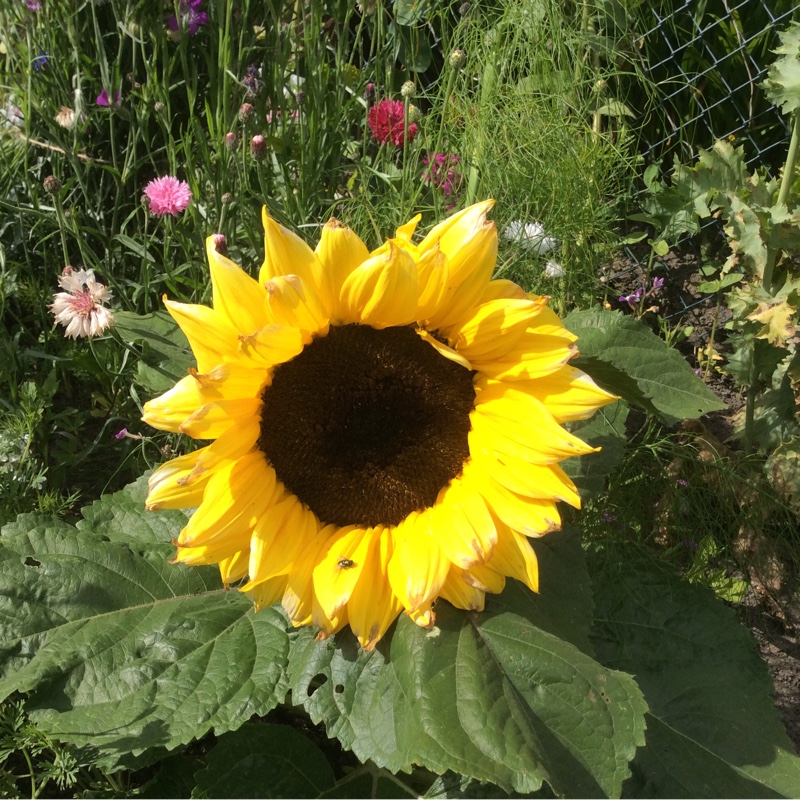 Berwyn's garden