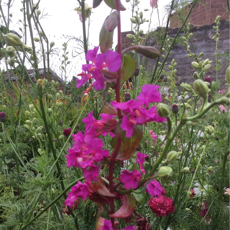 Berwyn's garden