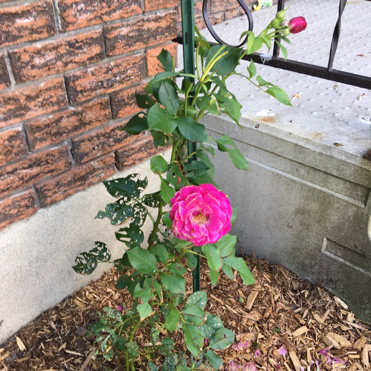plant image 473010