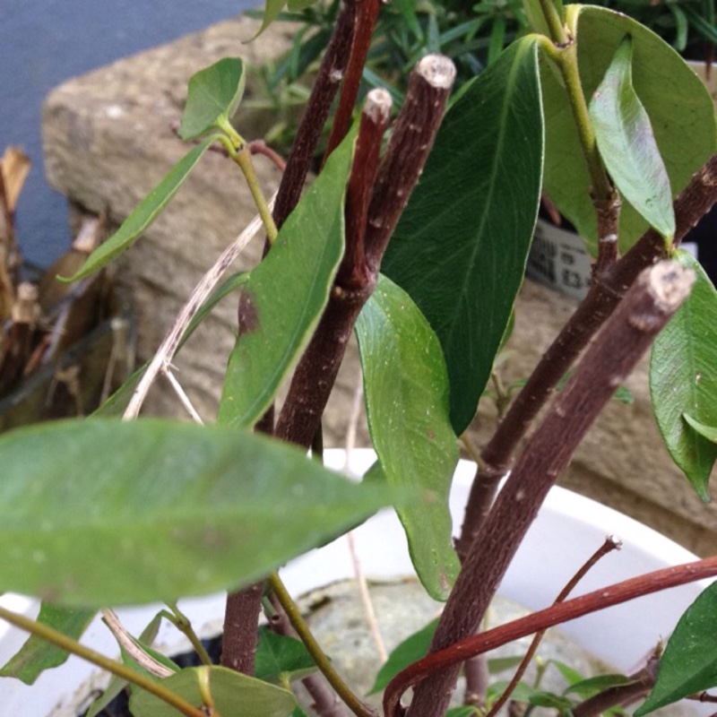 Plant image Lonicera caprifolium 'Anna Fletcher'