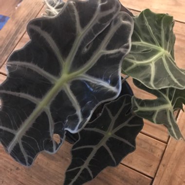 Alocasia x amazonica 'Polly'