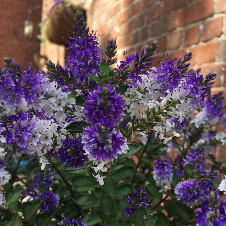 plant image 778964