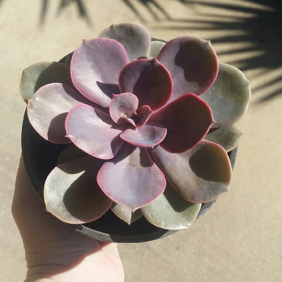 plant image 113297