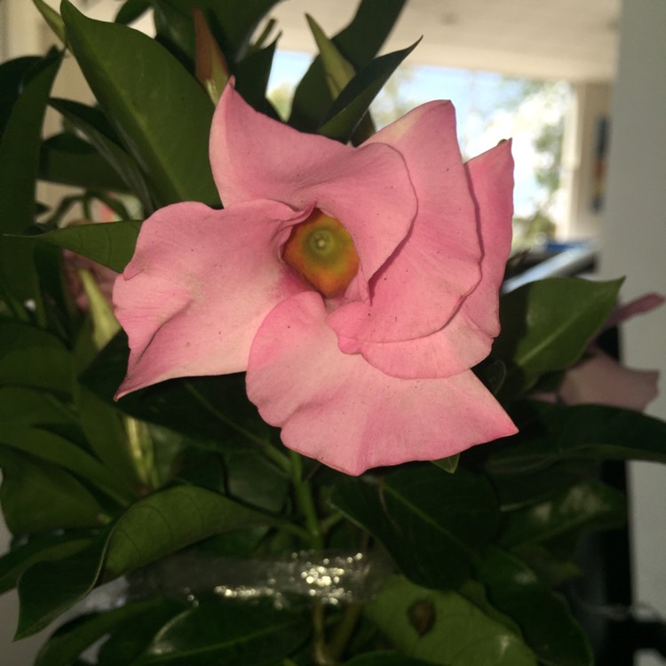 Plant image Mandevilla 'Sundial'