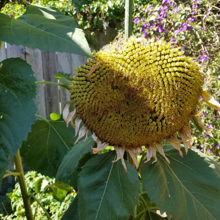 plant image 1177353