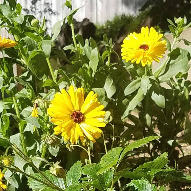 Plant image Calendula 'Powerdaisy Sunny'