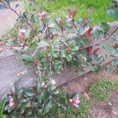 Indian Hawthorn 'Pink Lady'