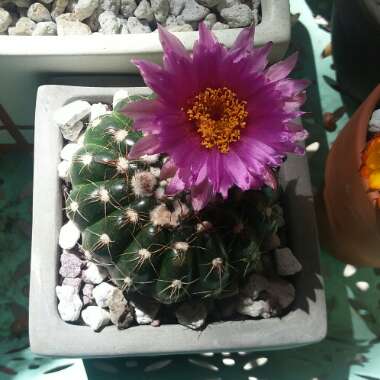Notocactus ubelmannianus syn. Parodia werneri