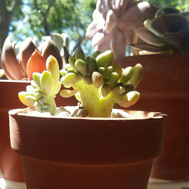 Plant image x Cremneria 'Expatriata' cristata