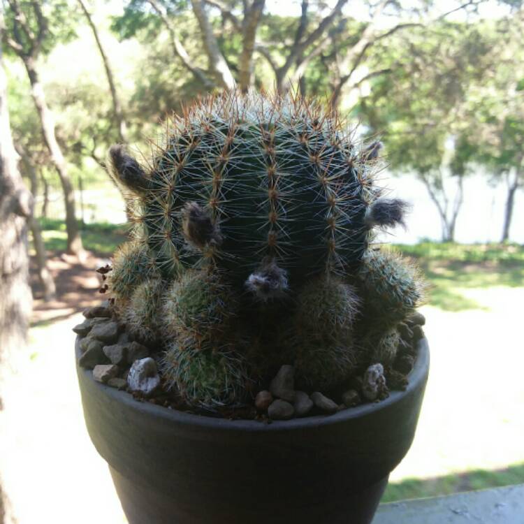 plant image 1012272