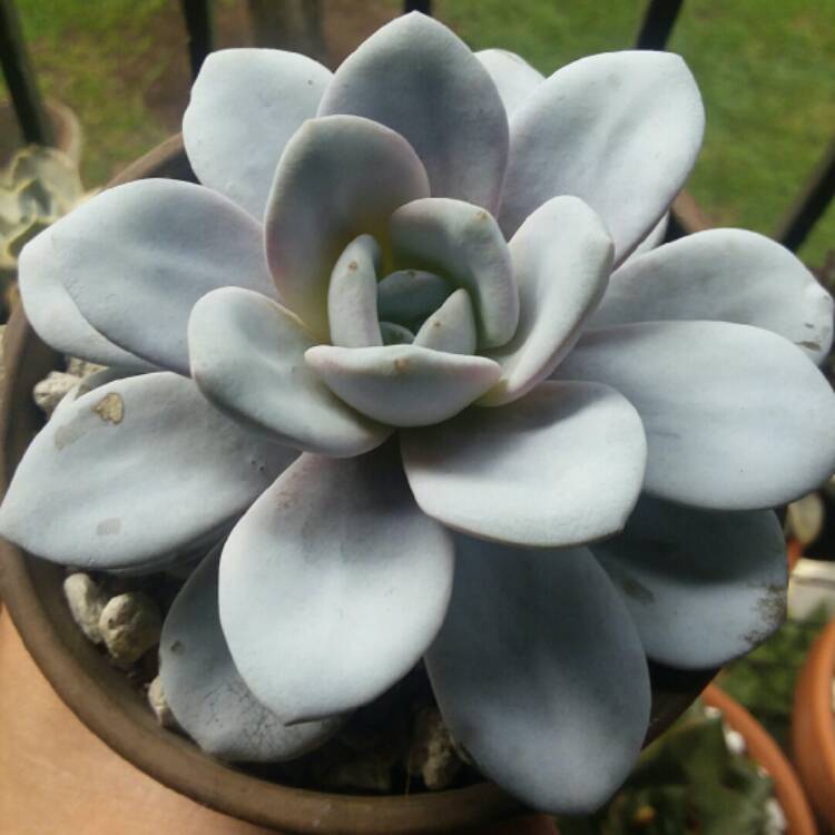 plant image 1064248 plant image 1064248