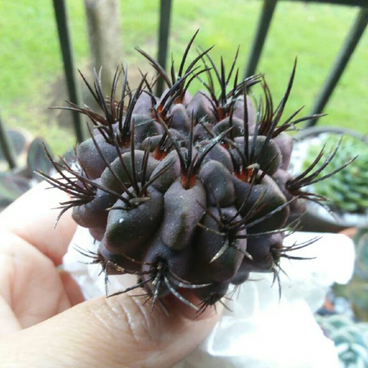 Plant image Eriosyce heinrichiana