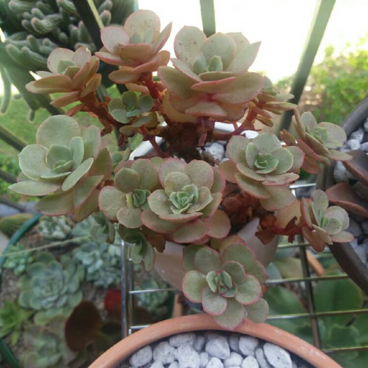 plant image 1095897