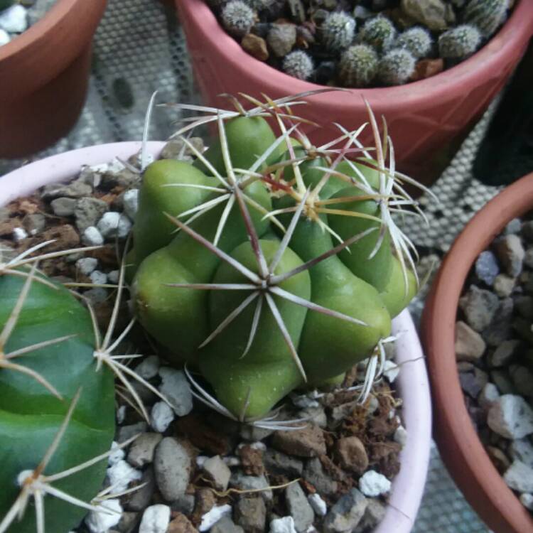 Plant image Thelocactus bicolor syn. Thelocactus bicolor var. bolaensis