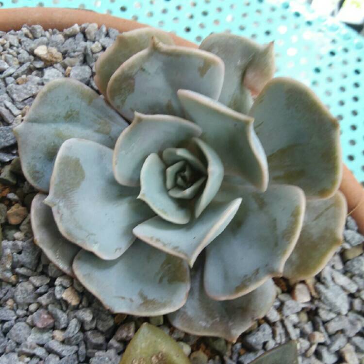 plant image 1135373 plant image 1135373