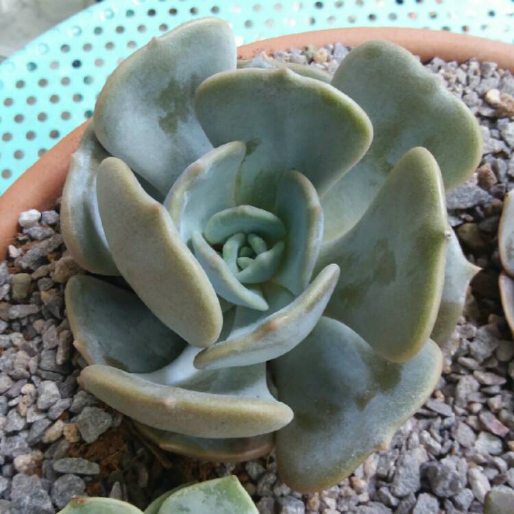 Plant image Echeveria Moondust