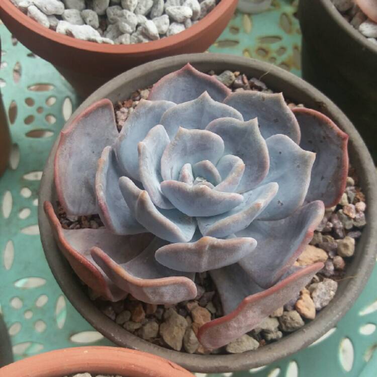 plant image 1266191