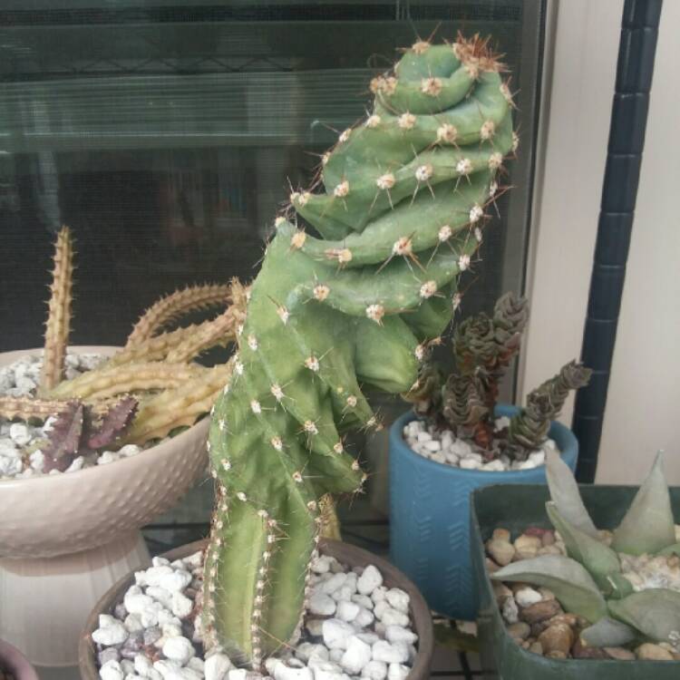 Plant image Cereus peruvianus f.spiralis