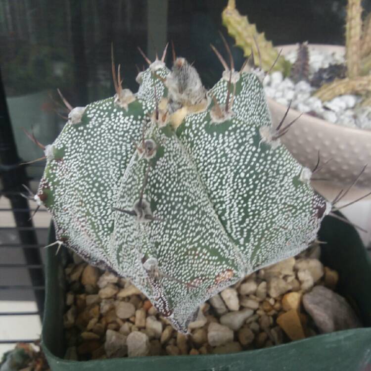 plant image 1266370