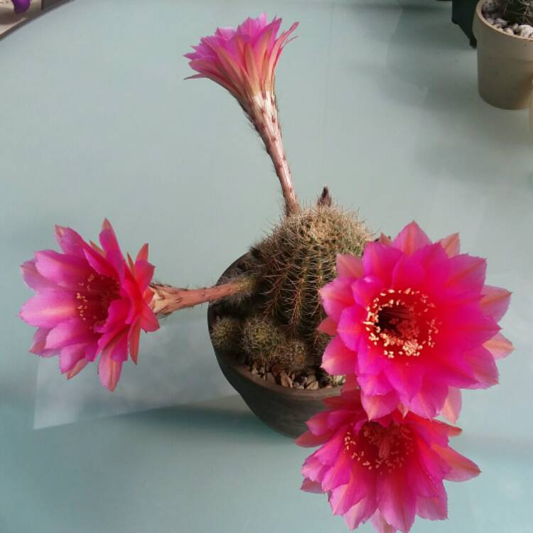 plant image 1279358