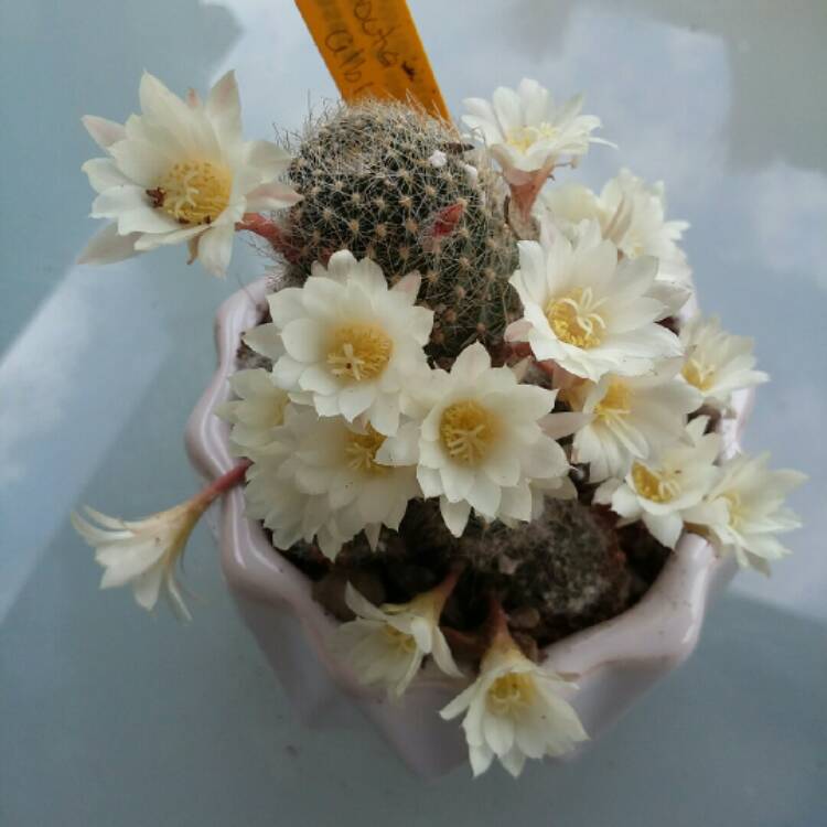 plant image 1279465 plant image 1279465
