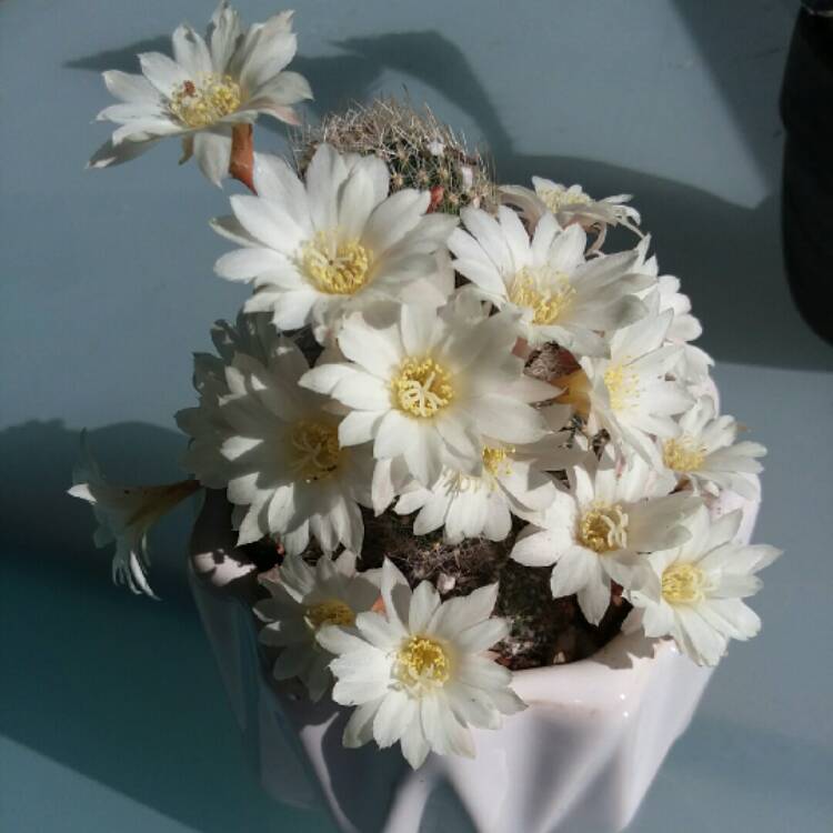 Plant image Rebutia pulvinosa subsp. albiflora syn. Rebutia albiflora, Aylostera albiflora
