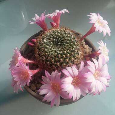 Rebutia fiebrigii 'Narvaecensis' syn. Rebutia narvaecensis, Aylostera narvaecense