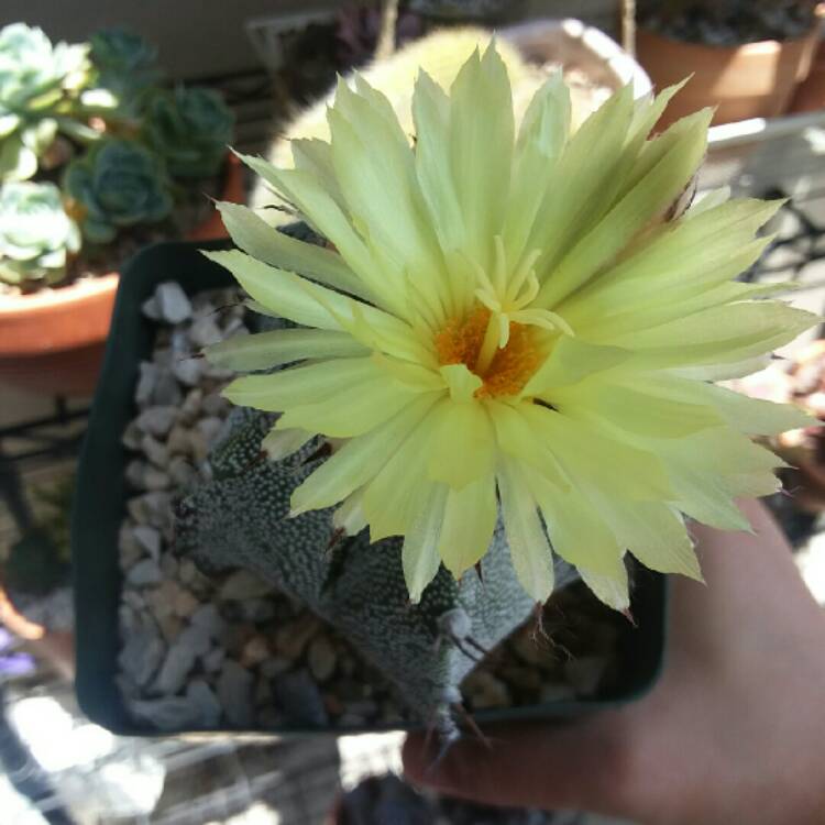 Plant image Astrophytum capricorne