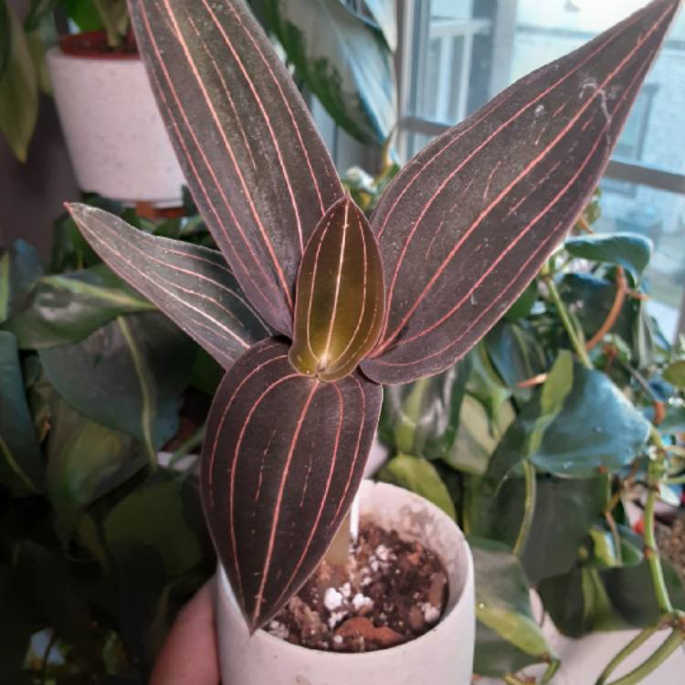 plant image 1415228