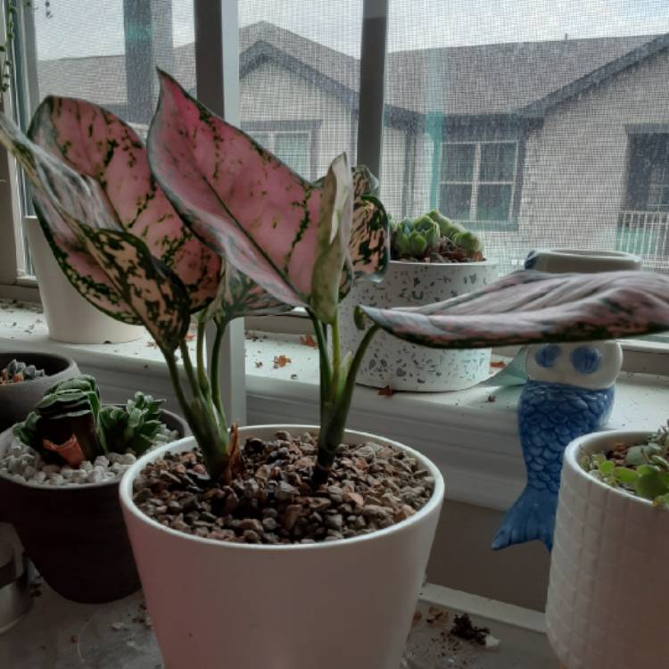 plant image 1417706
