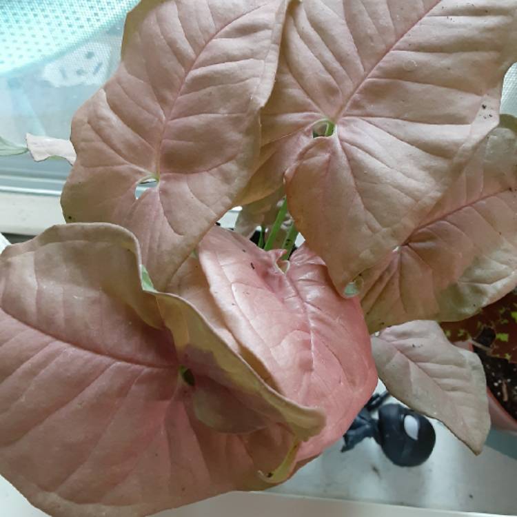 Plant image Syngonium 'Neon'