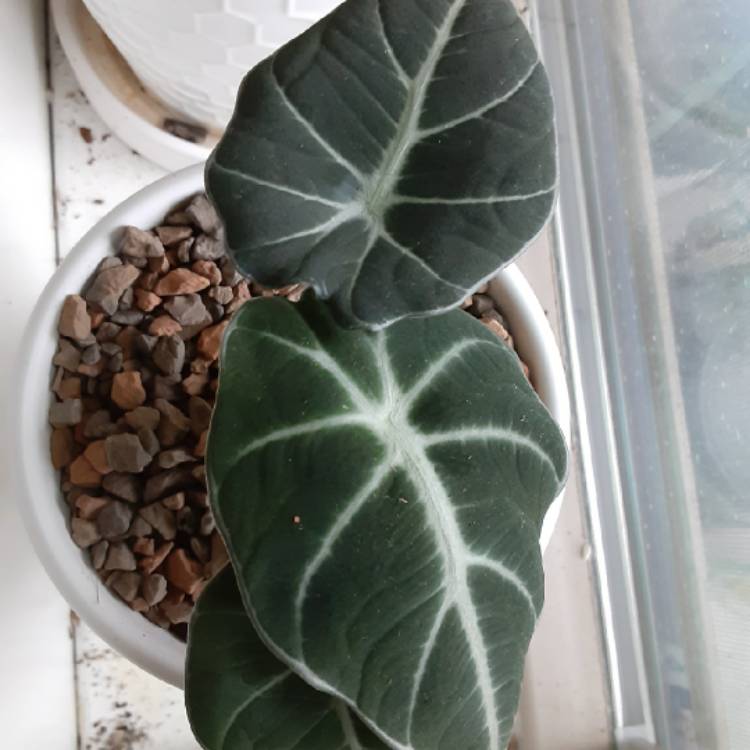Plant image Alocasia ‘Black Velvet'