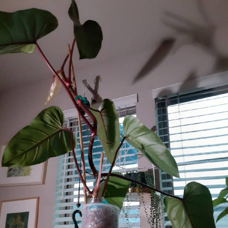 Plant image Philodendron erubescens 'Red Emerald'