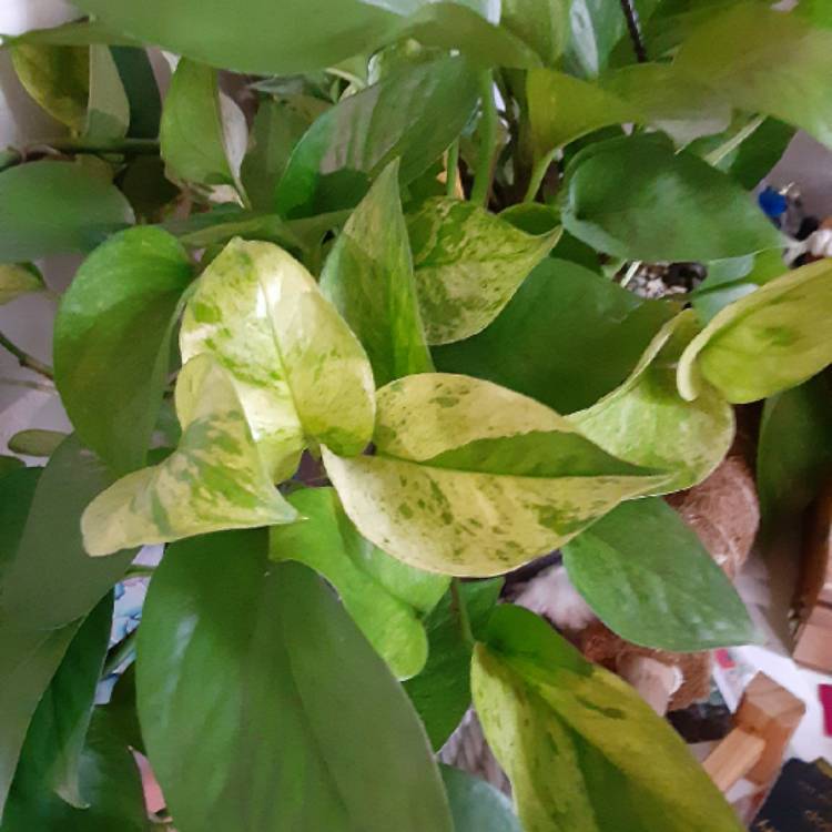 Plant image Epipremnum aureum 'Jessenia'