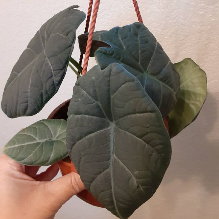 Plant image Alocasia rugosa 