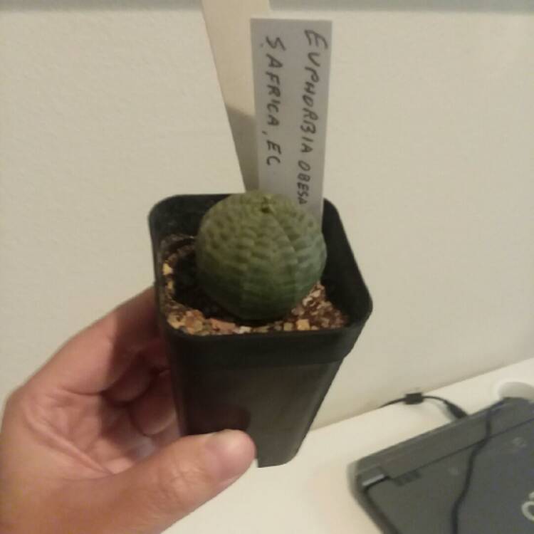 plant image 663268