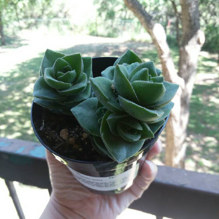 plant image 677037 plant image 677037
