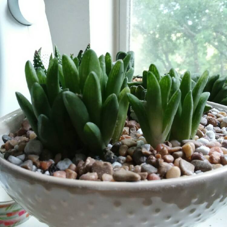 plant image 707861